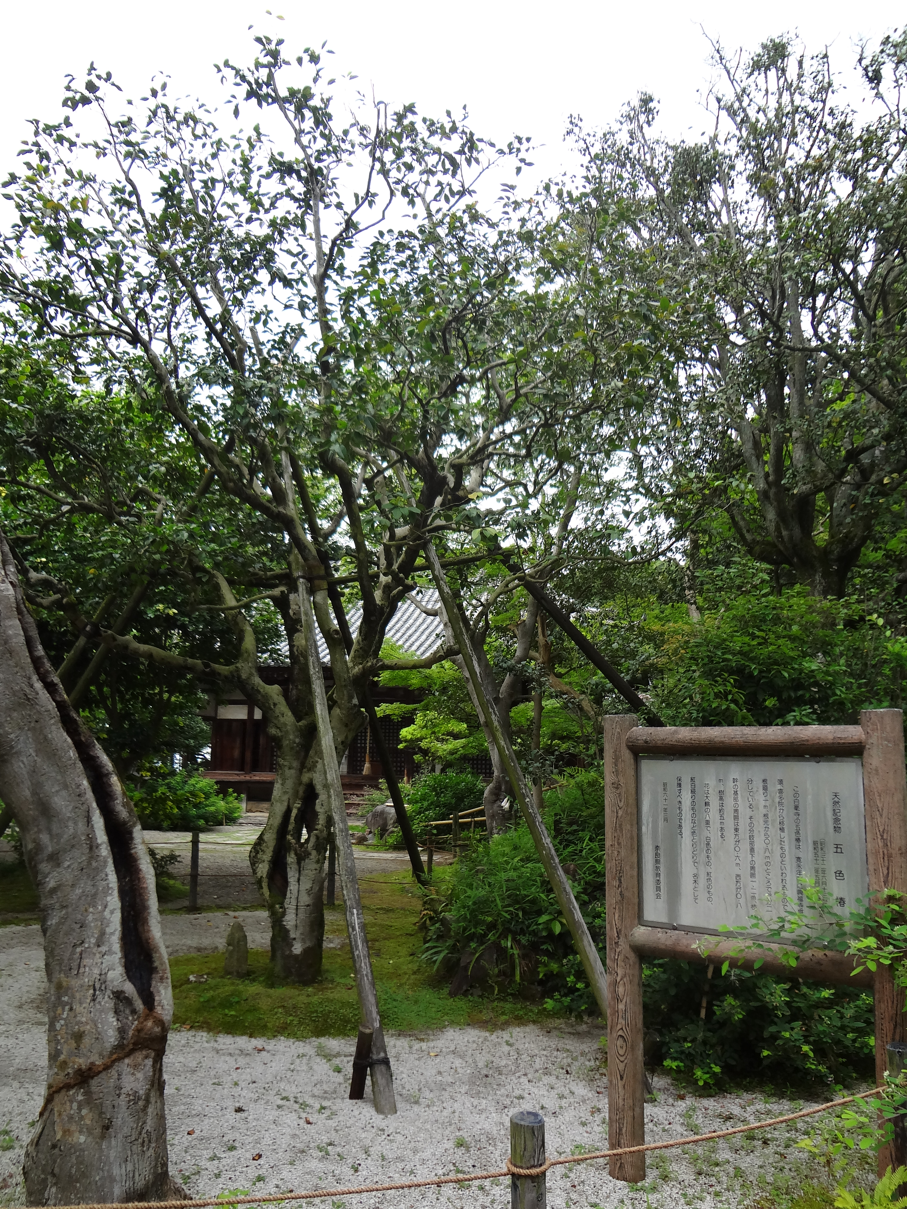 Photograph of Travelogue of Building And BuddhismStatue in Paragraph36 Number15